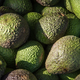 Imagen para el artículo titulado Investigadores ofrecen 300 dólares a 1.000 personas por comer aguacates todos los días durante seis meses